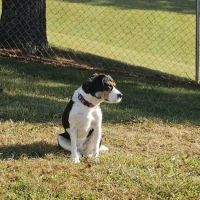 Crab Orchard Veterinary Services ico