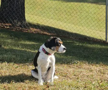 Crab Orchard Veterinary Services