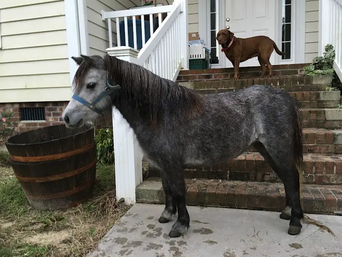 Greenville Mobile Equine Services Picture 1
