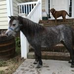 Greenville Mobile Equine Services