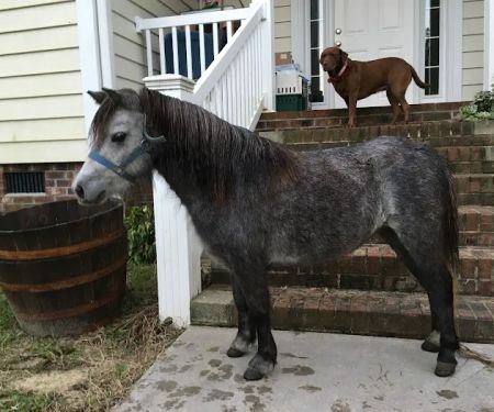 Greenville Mobile Equine Services