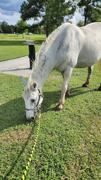 Greenville Mobile Equine Services Picture 4