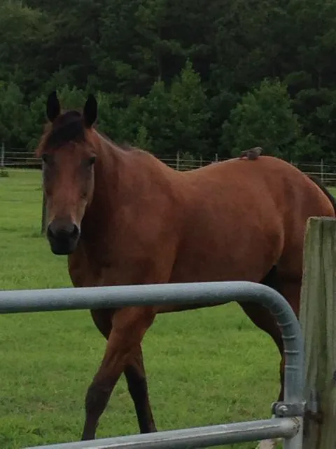 Greenville Mobile Equine Services Picture 2
