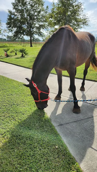 Greenville Mobile Equine Services Picture 5