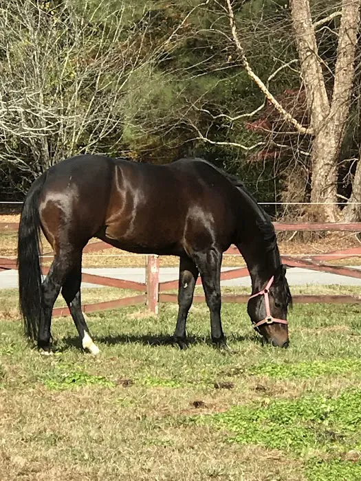 Greenville Mobile Equine Services Picture 6