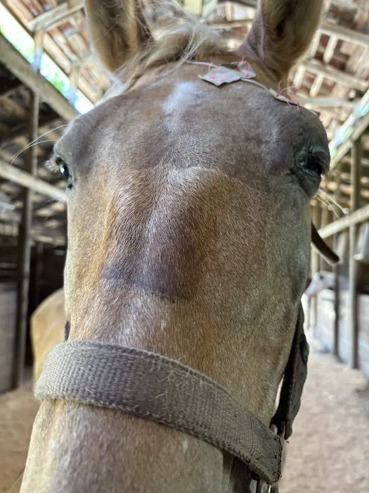 Greenville Mobile Equine Services Picture 7