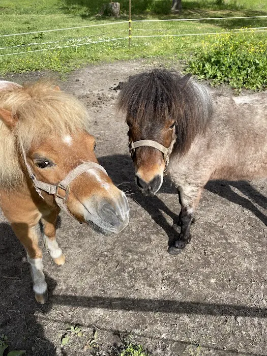 Greenville Mobile Equine Services Picture 9