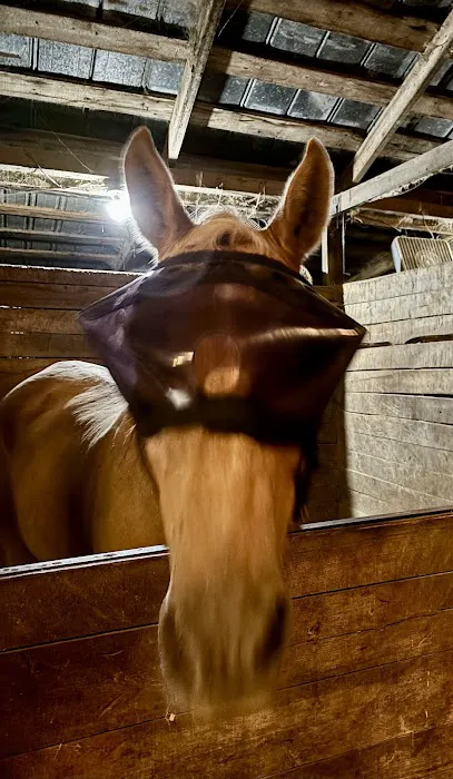 Greenville Mobile Equine Services Picture 10