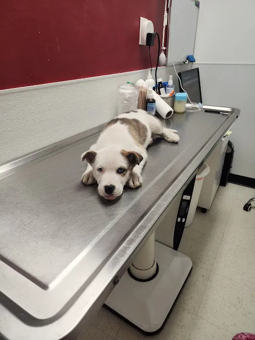 The Outpatient Veterinary Clinic Picture 1