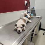 The Outpatient Veterinary Clinic