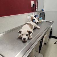 The Outpatient Veterinary Clinic ico