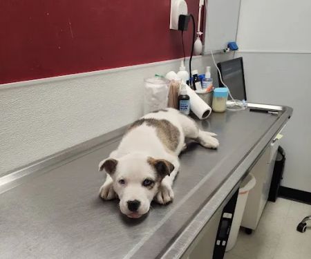 The Outpatient Veterinary Clinic