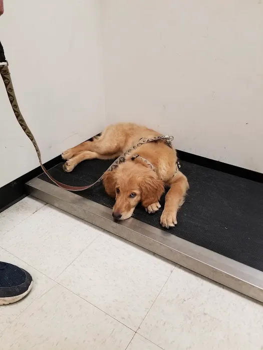 The Outpatient Veterinary Clinic Picture 6