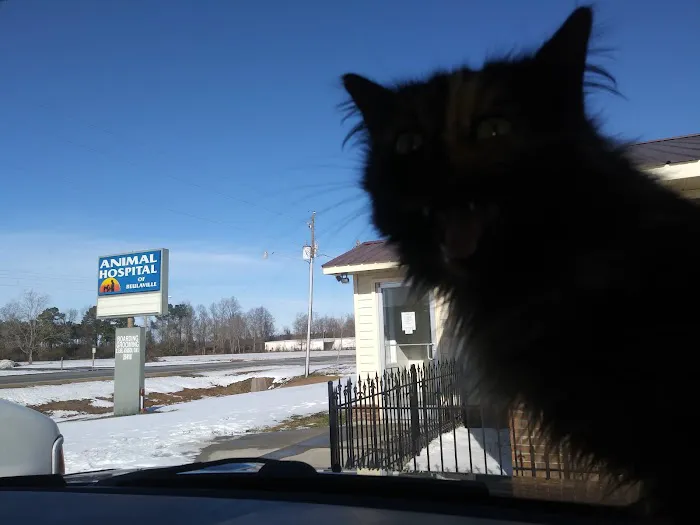 Animal Hospital of Beulaville Picture 2