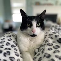 Ideal Pet Care ico