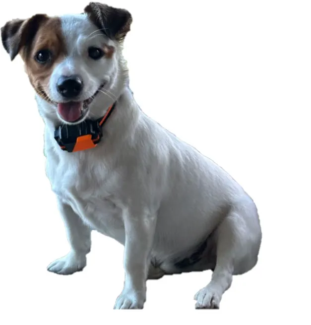 Ideal Pet Care Picture 2