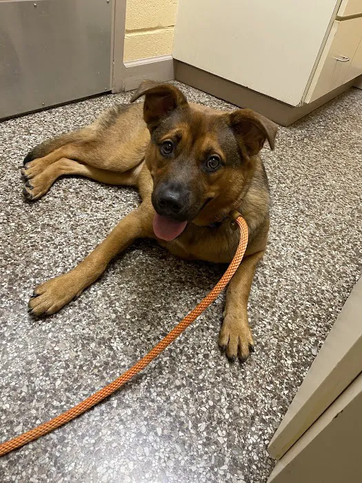 Mt Olive Animal Hospital Picture 3