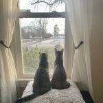 Mt Olive Animal Hospital