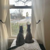 Mt Olive Animal Hospital ico