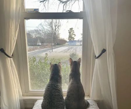 Mt Olive Animal Hospital
