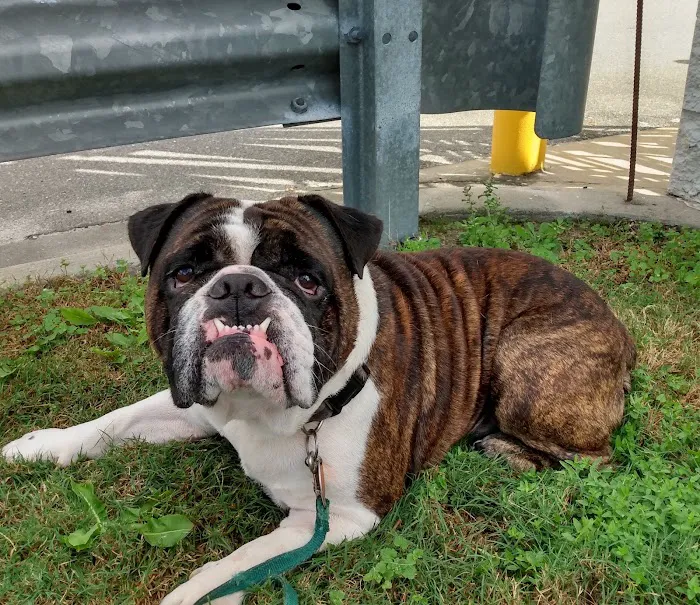 Waylin Animal Clinic Picture 3