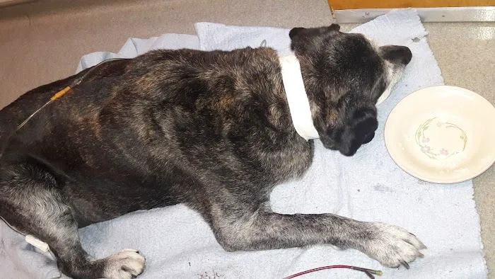 Mercury Animal Hospital Inc. Picture 6