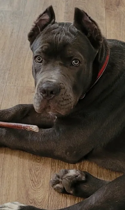 Mercury Animal Hospital Inc. Picture 7