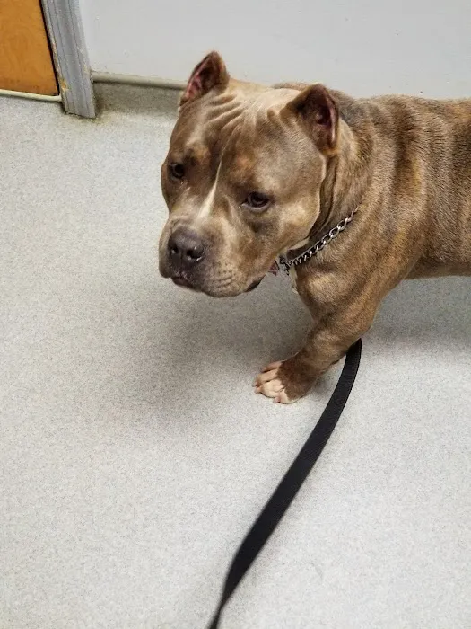 Mercury Animal Hospital Inc. Picture 10