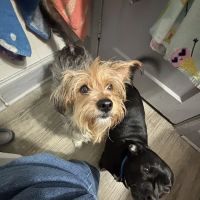 Vetco Total Care Animal Hospital ico