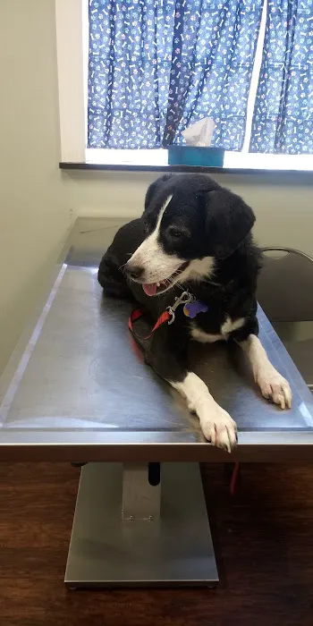 Pets In Need of Greater Cincinnati Picture 2