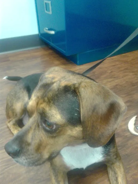 Pets In Need of Greater Cincinnati Picture 9