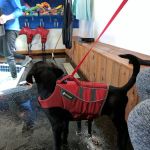 k9 Waves