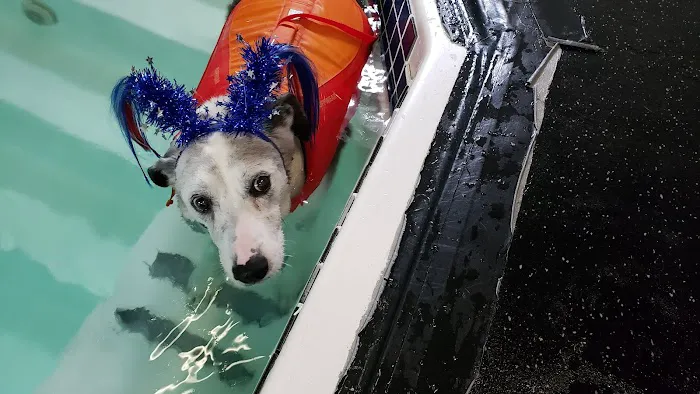 k9 Waves Picture 4