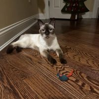 At Home Veterinary House Calls ico