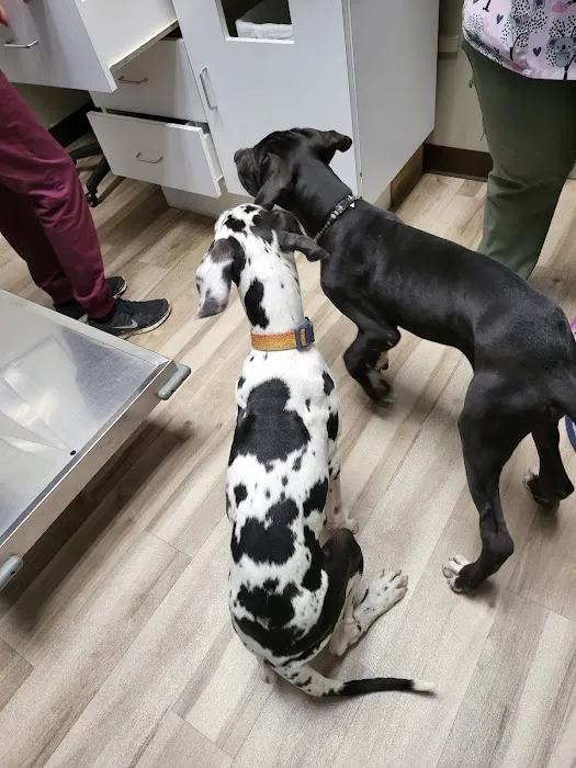 Park Hills Animal Hospital Picture 8