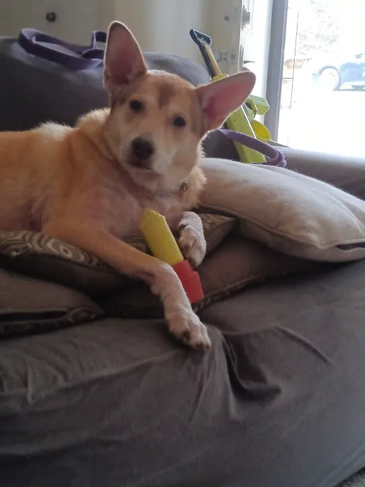 Mark Collett, DVM - Park Hills Animal Hospital Picture 2