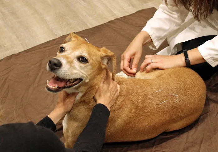 Holistic Veterinary Care Picture 2