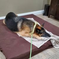 Holistic Veterinary Care ico