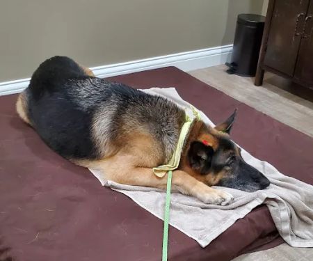 Holistic Veterinary Care