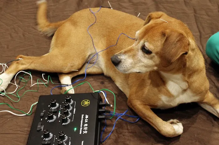 Holistic Veterinary Care Picture 9