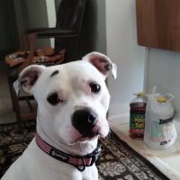 Wyoming Veterinary Clinic ico