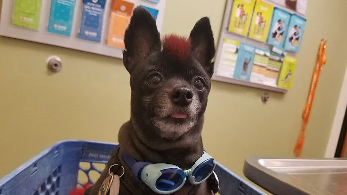 Banfield Pet Hospital Picture 1