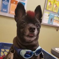 Banfield Pet Hospital ico