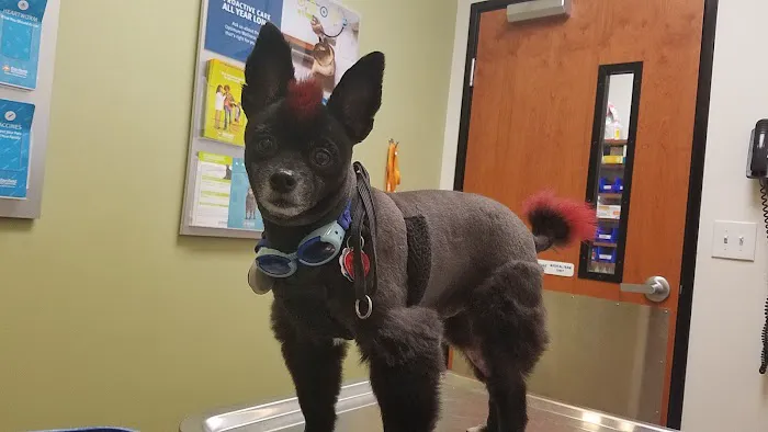 Banfield Pet Hospital Picture 7
