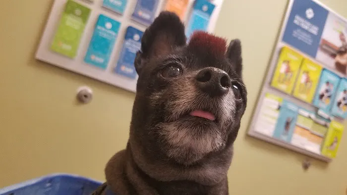 Banfield Pet Hospital Picture 9