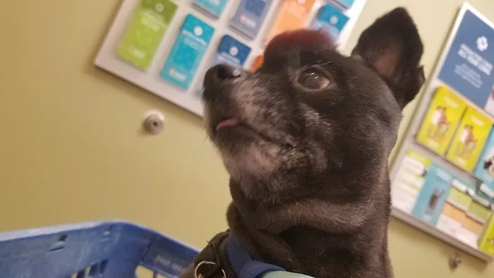 Banfield Pet Hospital Picture 8