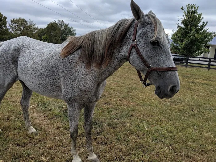 Park Equine Hospital Picture 1