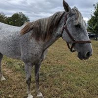 Park Equine Hospital ico