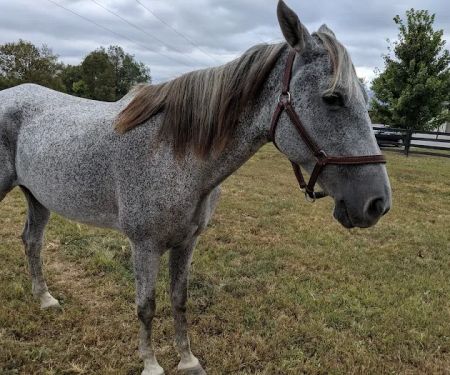 Park Equine Hospital