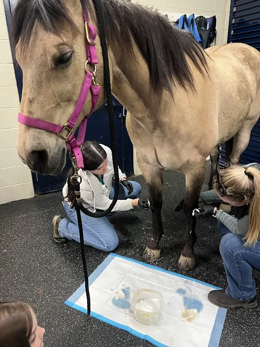 Park Equine Hospital Picture 6